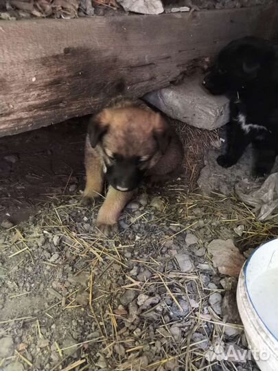 Отдам в хорошие руки щенят