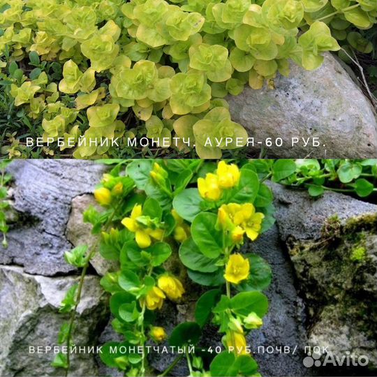 Многолетние цветы почвопокровные