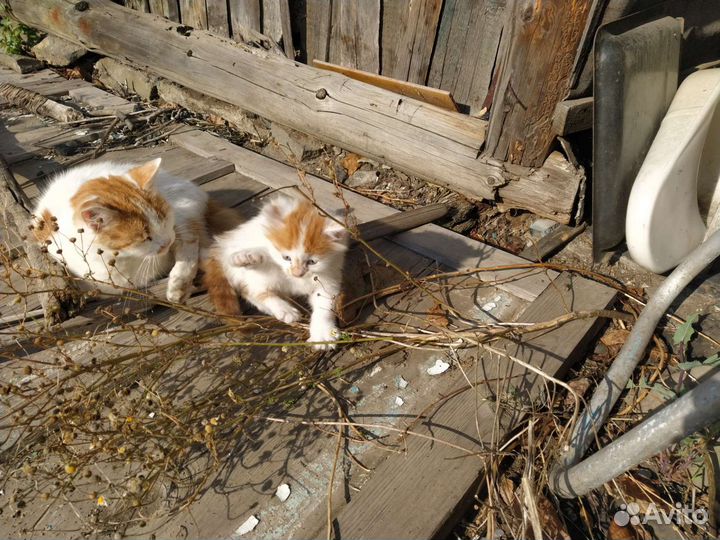 Отдам котенка мальчик