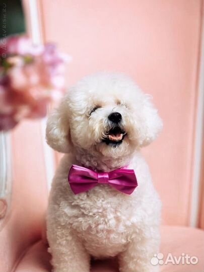 По уходу за животными