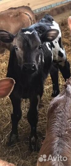 Бычки и телята