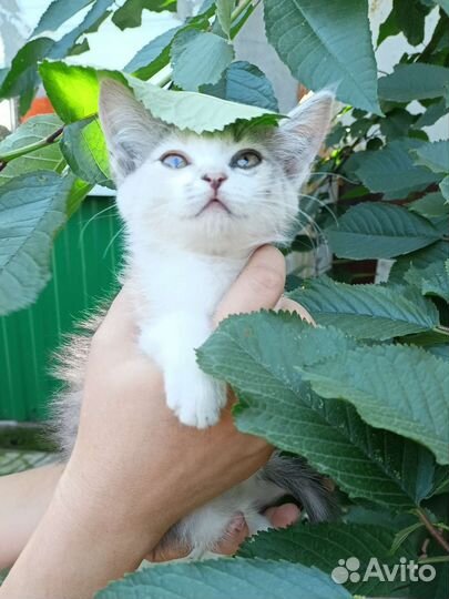 Кошка в дар