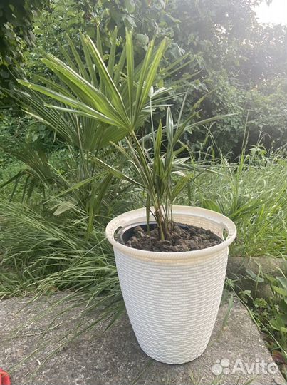 Пальма веерная трахикарпус