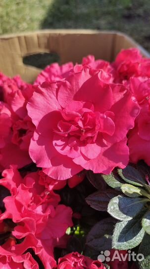 Посадка цветов