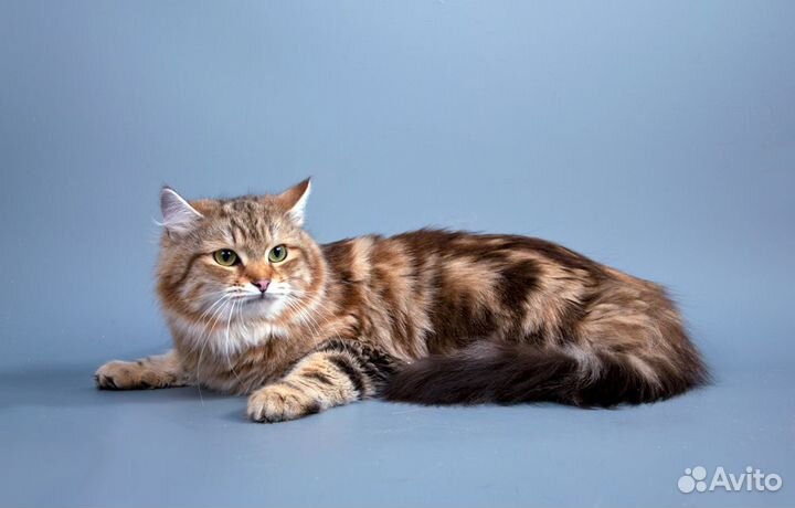 Очаровательные сибирские котята