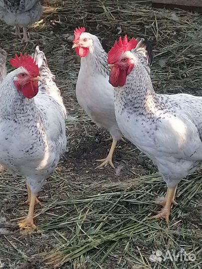Продам Петухов породы 