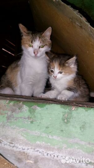 Кошка в дар