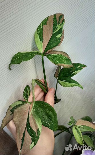 Сингониумы сортовые