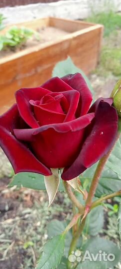 Саженцы роз