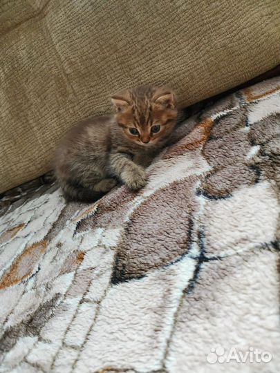 Котенок 1,5 месяца игривый добрый