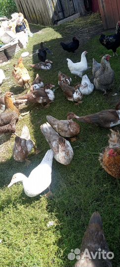 Индоутки / Селезень индоутки