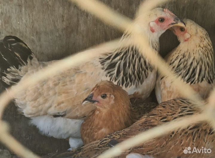 Куры молодки