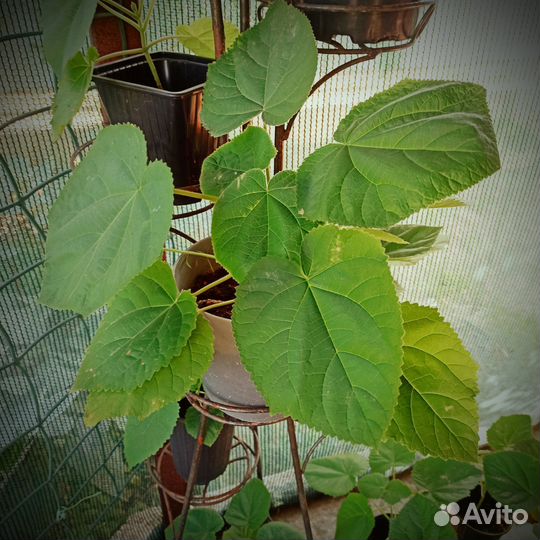 Павловния войлочная зкс