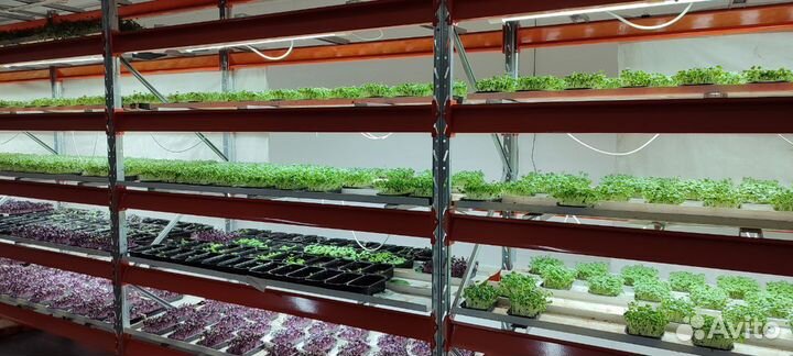 Инвестиции в микрозелень