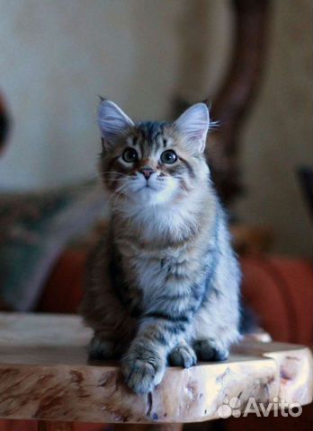 Чистокровный сибирский котенок, кошка. Продажа объявление продам