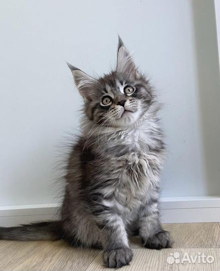 Котята мейн-кун