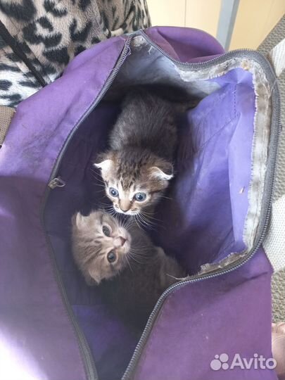 Котята в добрые руки