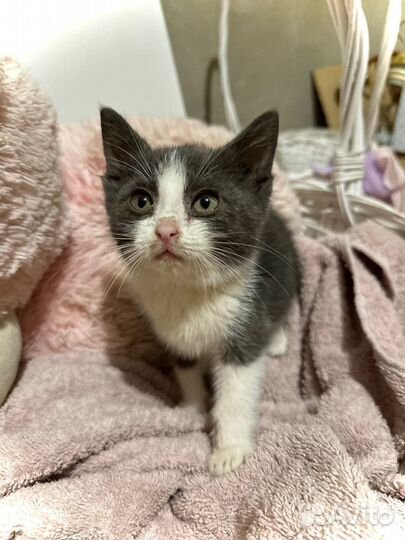 Котенок 2 месяца