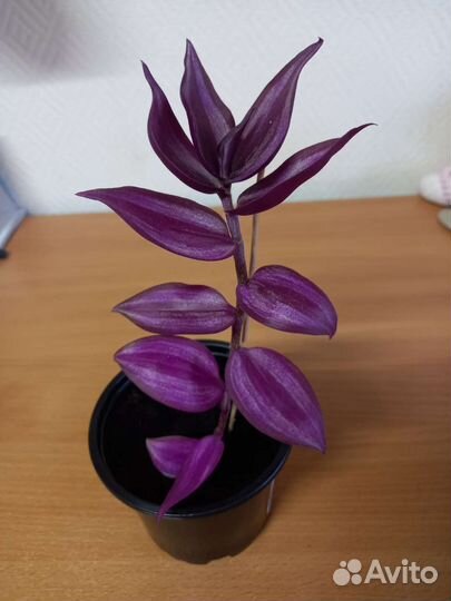 Традесканция зебрина