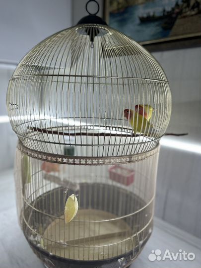 Попугай неразлучники с клеткой