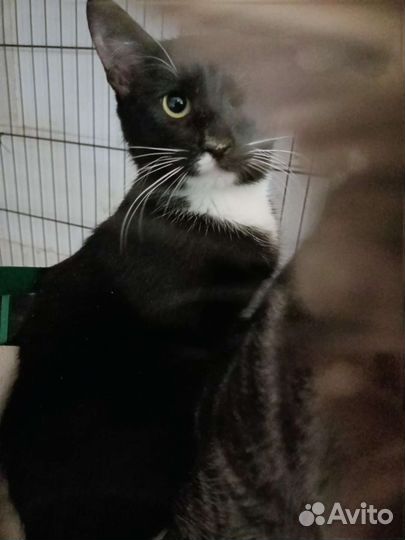 Отдам кота в добрые руки