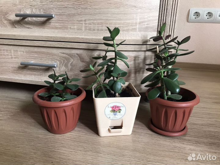 Денежное дерево толстянка