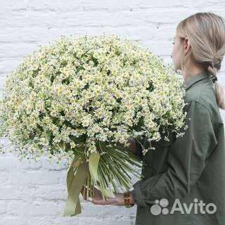 Ромашка садовая