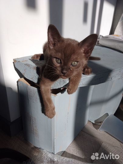 Котята бурманской кошки
