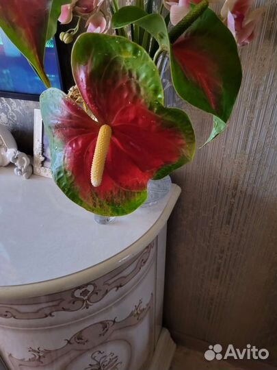 Комнатные цветы антуриум