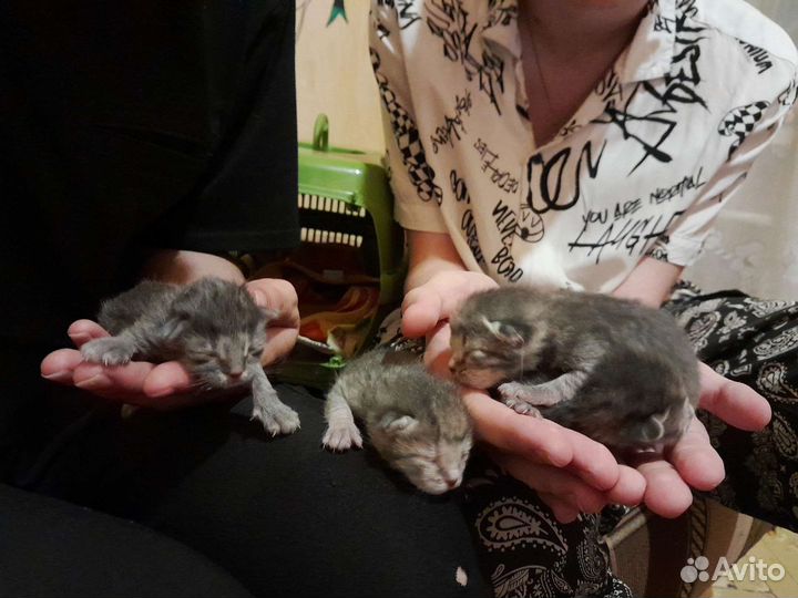 Кошка в дар бесплатно