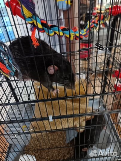 Крыски Дамбо с клетками на колесиках