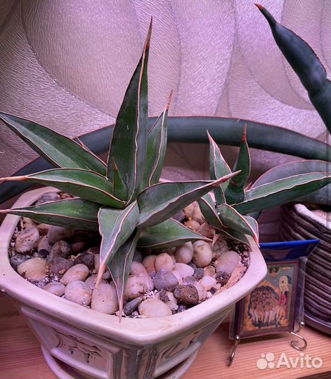 Сансевьерии сортовые