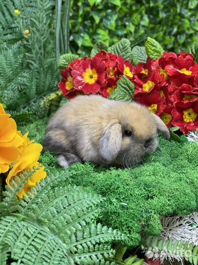 Мини кролики ручные