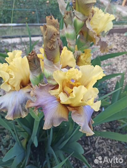 Ирисы сортовые