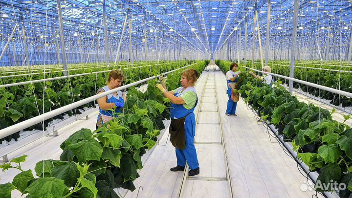 Овощевод в теплицу вахта г. Коломна