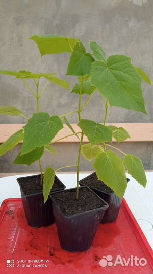 Саженцы павловнии