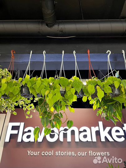 Ампельные растения опт