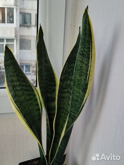 Сансевиерия футура суперба -250