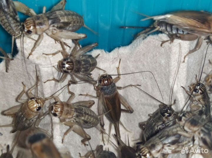 Кормовые насекомые. Сверчки банановы