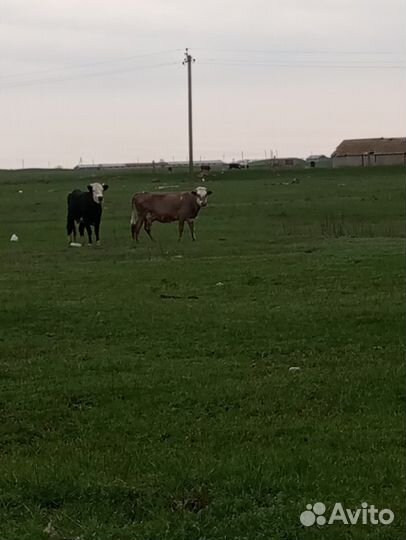 Корова с теленком