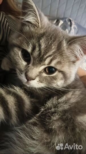 Котёнок бесплатно