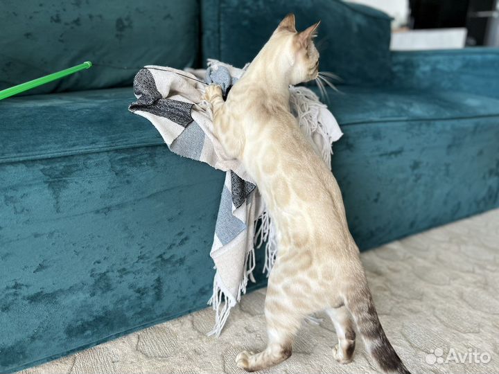 Бенгальский кот вязка линкс