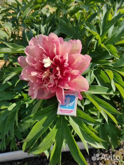 Пионы ито гибриды