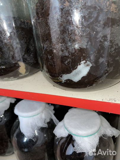 Пиявки медицинские