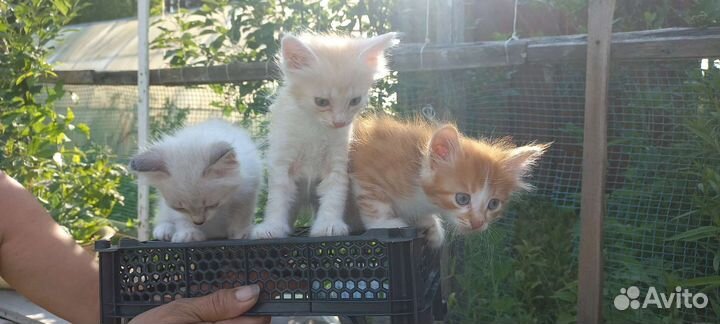 Кошка в дар бесплатно