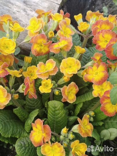 Примулы разных расцветок, взрослые кустики. Бадан