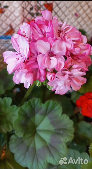 Пеларгония, укорененные черенки