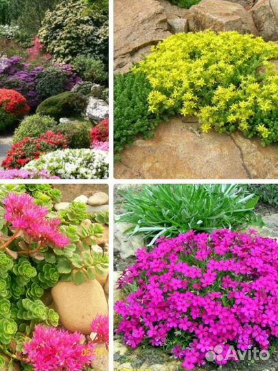 Многолетники садовые