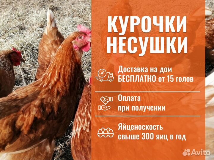Курочки несушки