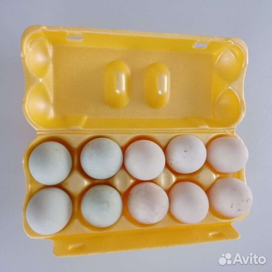 Продам инкубационное яйцо, Утки индийский бегунок